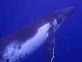 068 Vava'u - Whales in the wild