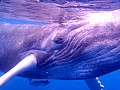 069 Vava'u - Whales in the wild