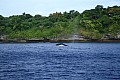088 Vava'u - Whales in the wild