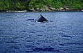 089 Vava'u - Whales in the wild