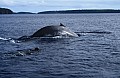 090 Vava'u - Whales in the wild