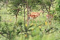 0034 Lake Mburo
