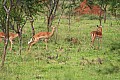 0035 Lake Mburo