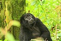 0053 Bwindi Impenetrable N.P.