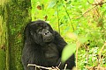 0054 Bwindi Impenetrable N.P.