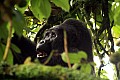 0055 Bwindi Impenetrable N.P.