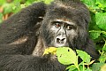 0056 Bwindi Impenetrable N.P.