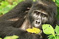 0057 Bwindi Impenetrable N.P.