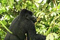 0058 Bwindi Impenetrable N.P.