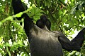 0059 Bwindi Impenetrable N.P.