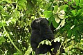 0060 Bwindi Impenetrable N.P.