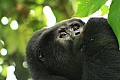 0061 Bwindi Impenetrable N.P.
