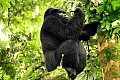 0062 Bwindi Impenetrable N.P.