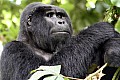 0063 Bwindi Impenetrable N.P.