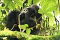 0064 Bwindi Impenetrable N.P.