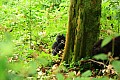 0065 Bwindi Impenetrable N.P.