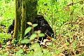 0066 Bwindi Impenetrable N.P.