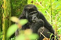 0067 Bwindi Impenetrable N.P.