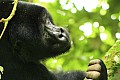 0068 Bwindi Impenetrable N.P.