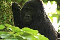 0069 Bwindi Impenetrable N.P.