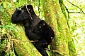 0070 Bwindi Impenetrable N.P.