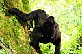 0071 Bwindi Impenetrable N.P.