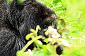 0072 Bwindi Impenetrable N.P.