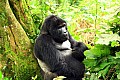 0073 Bwindi Impenetrable N.P.