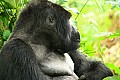 0074 Bwindi Impenetrable N.P.
