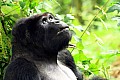 0075 Bwindi Impenetrable N.P.