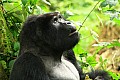 0076 Bwindi Impenetrable N.P.