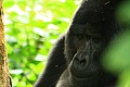 0077 Bwindi Impenetrable N.P.