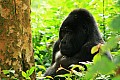 0078 Bwindi Impenetrable N.P.