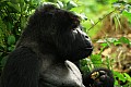 0079 Bwindi Impenetrable N.P.