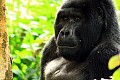 0080 Bwindi Impenetrable N.P.