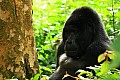 0081 Bwindi Impenetrable N.P.