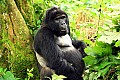 0082 Bwindi Impenetrable N.P.
