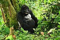 0084 Bwindi Impenetrable N.P.