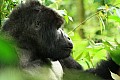 0085 Bwindi Impenetrable N.P.