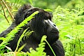 0086 Bwindi Impenetrable N.P.