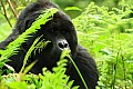 0087 Bwindi Impenetrable N.P.