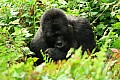 0088 Bwindi Impenetrable N.P.