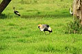 0096 presso Kabale