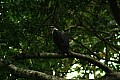 0148 Kyambura Gorge