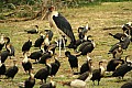 0168 Kazinga channel