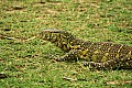 0169 Kazinga channel