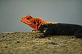 0197 Murchison Falls N.P.