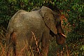 0199 Murchison Falls N.P.
