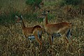 0201 Murchison Falls N.P.