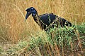 0202 Murchison Falls N.P.